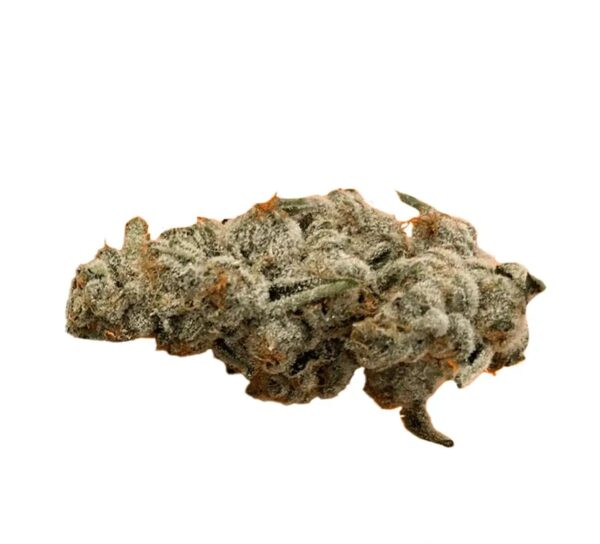 420 Evolution 33/1 CA PCH