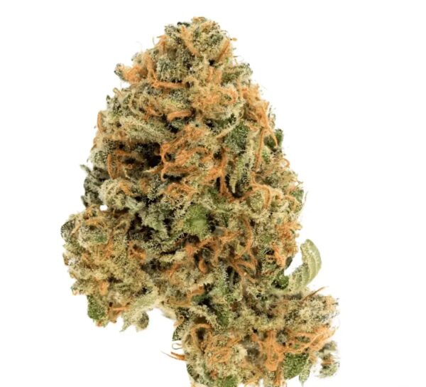 Cannamedical Hybrid Forte DK 22/1