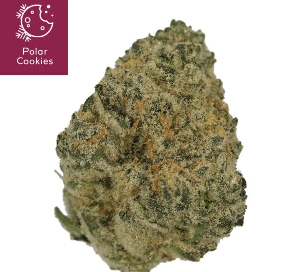 Cannamedical Sativa Ultra NM