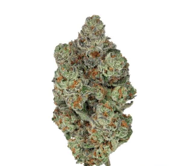 Mediprocan African Ruby 20/1