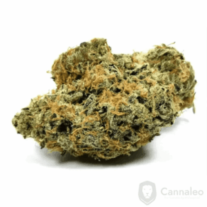 Nimbus easy 30/1 La Sage