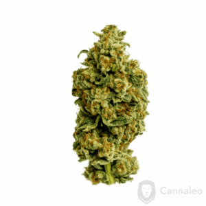 Cannamedical Sativa forte NM Wedding Tree