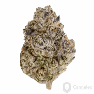 enua 22/1 BCP CA Black Cherry Punch
