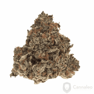 Nimbus easy 22/1 Gelato