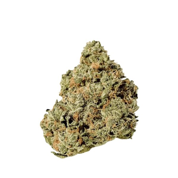 Barongo 26/1 DR Gastro Pop