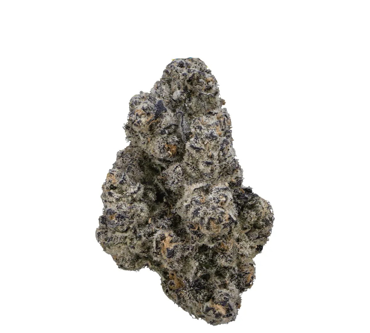 Blue-Lobster Vasco x Cipher BL – Bild 1