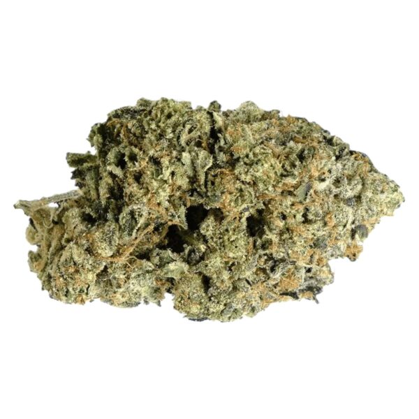 avaay Signature 31/1 GOG