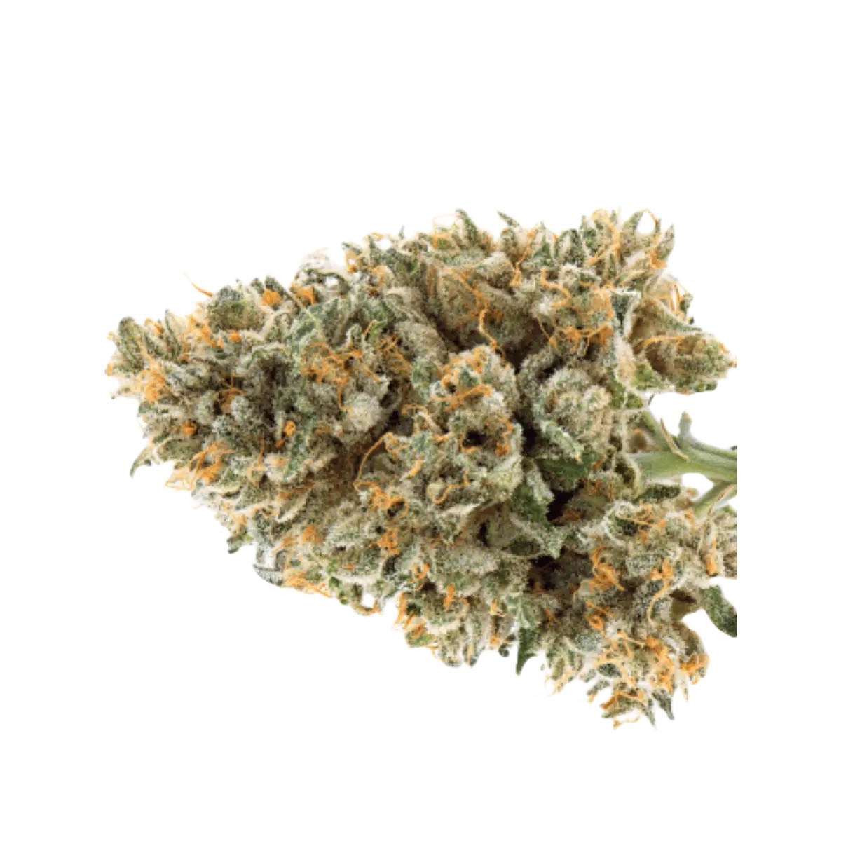 IMC-RC6-THC20-Tropic-Smash IMC RC6 THC20 – Bild 1