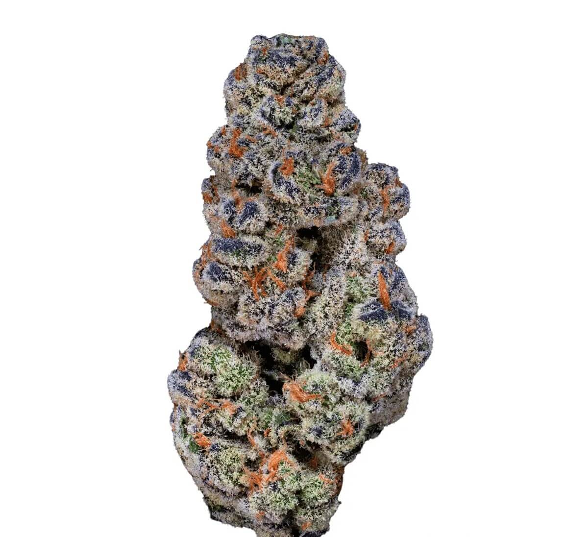 22-1-amici-bh 22/1 Amici BH Blueberry Headband – Bild 1