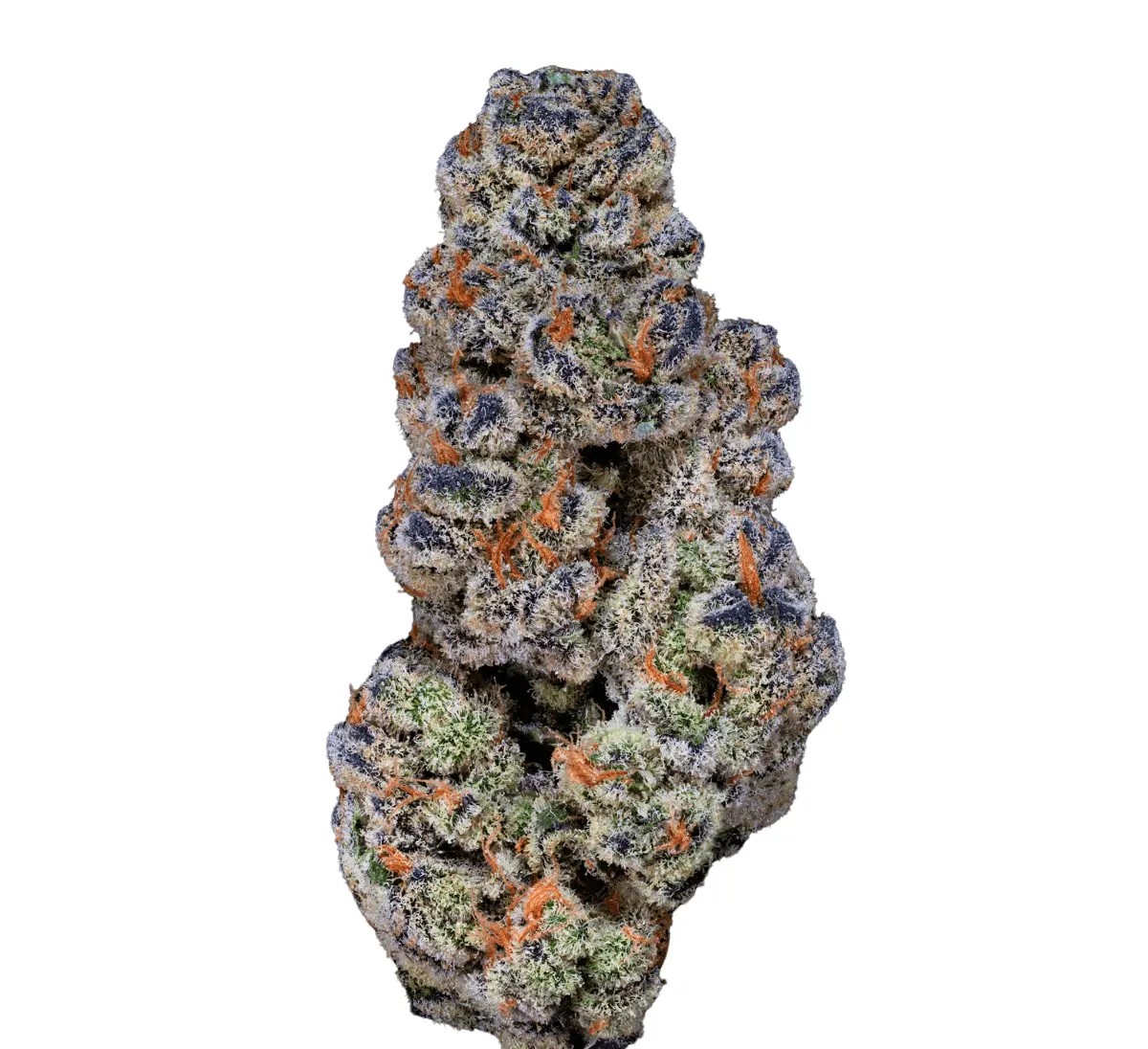 28-1-amici-gb 28/1 Amici GB Godberry – Bild 1