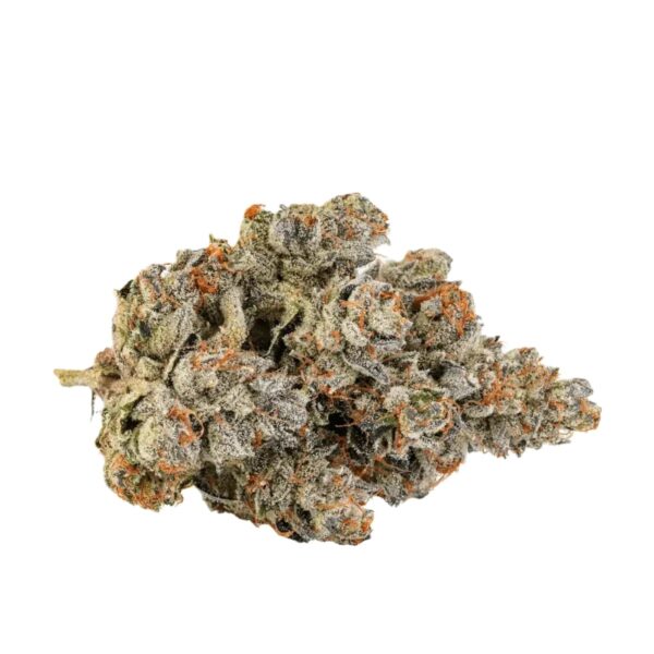 29/1 Amici HS High Society