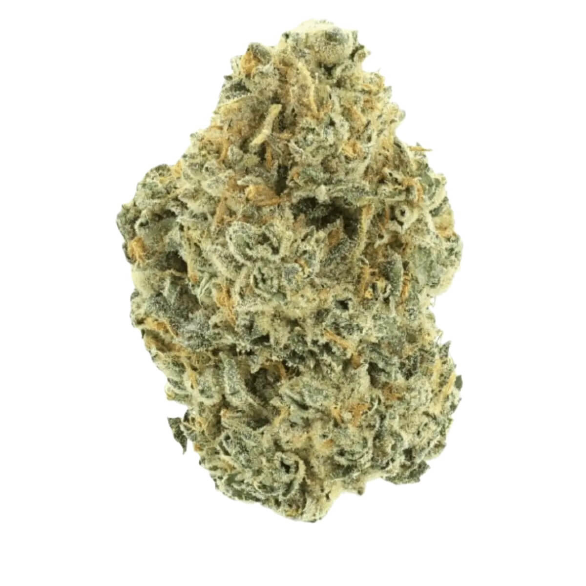 30-1-amici-tr 30/1 Amici TR Tropical Reign – Bild 1