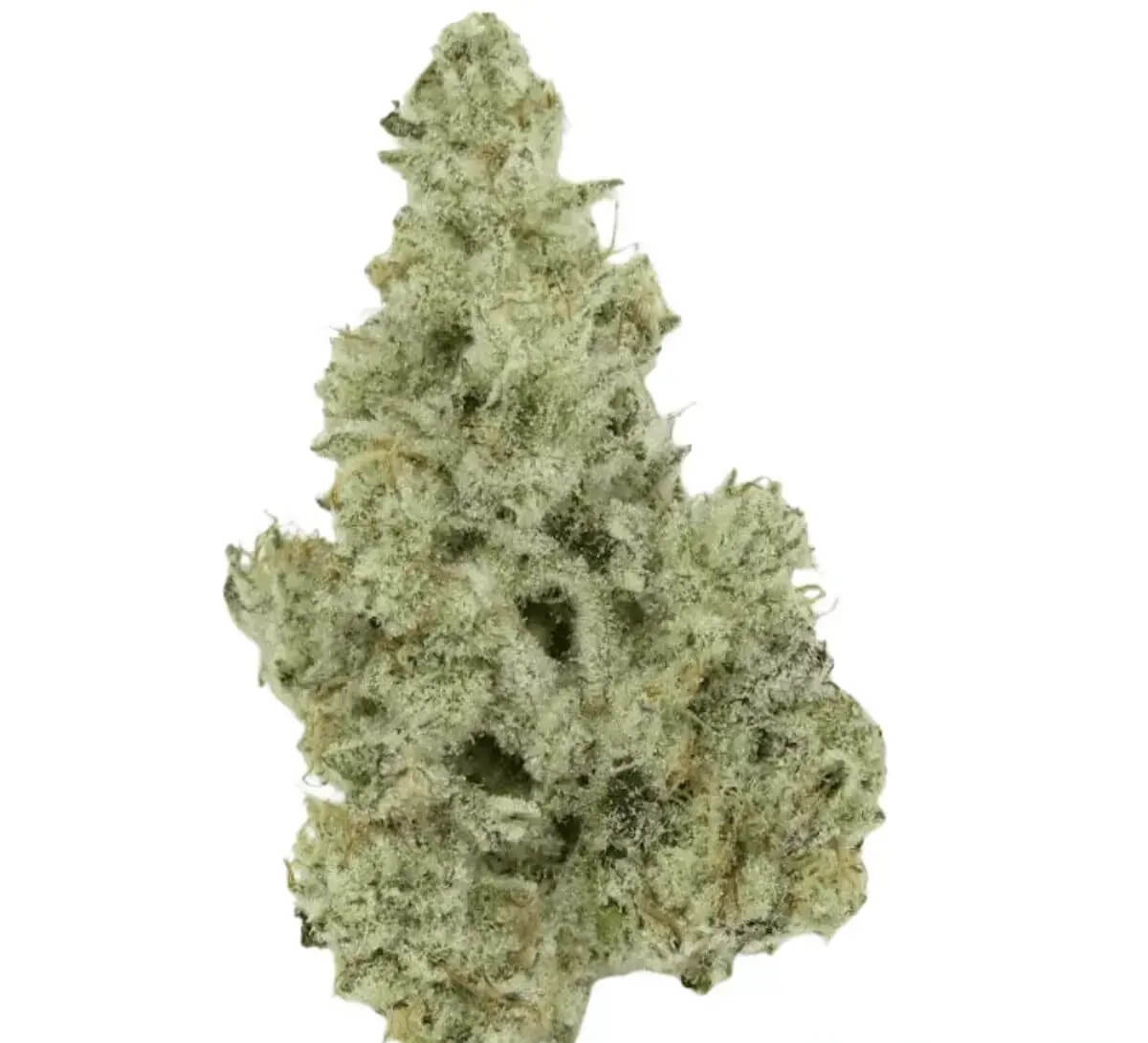 420-evolution-27-1-ca-mmi 420 Evolution 27/1 CA MMI Miracle Mint – Bild 1