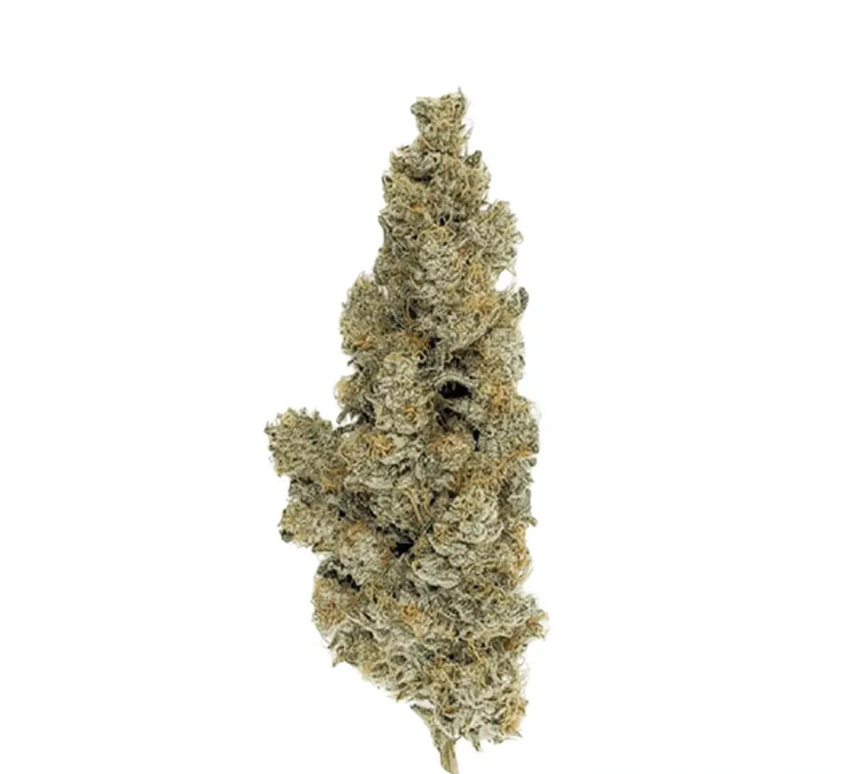 420-evolution-30-1-ca-icc 420 Evolution 30/1 CA ICC Ice Cream Cake – Bild 1