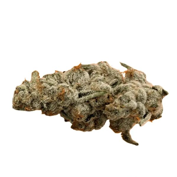 420 Evolution 33/1 CA MSP Masterpiece