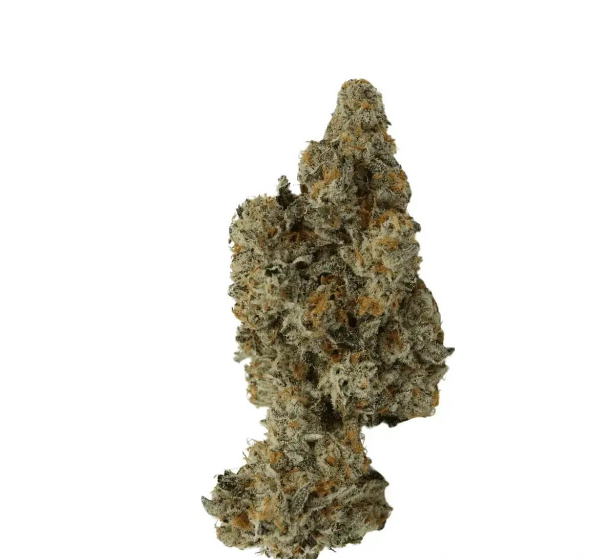 adrex-mother-26-gf-can Mother 26 GF CAN Garlic Funk – Bild 1