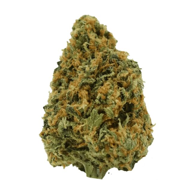 avaay 23/1 PYC Peyote Critical