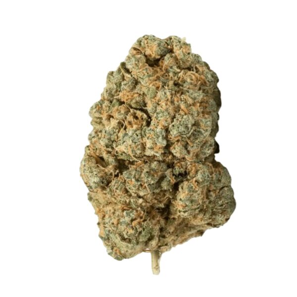 Barongo 23/1 Orange Octane