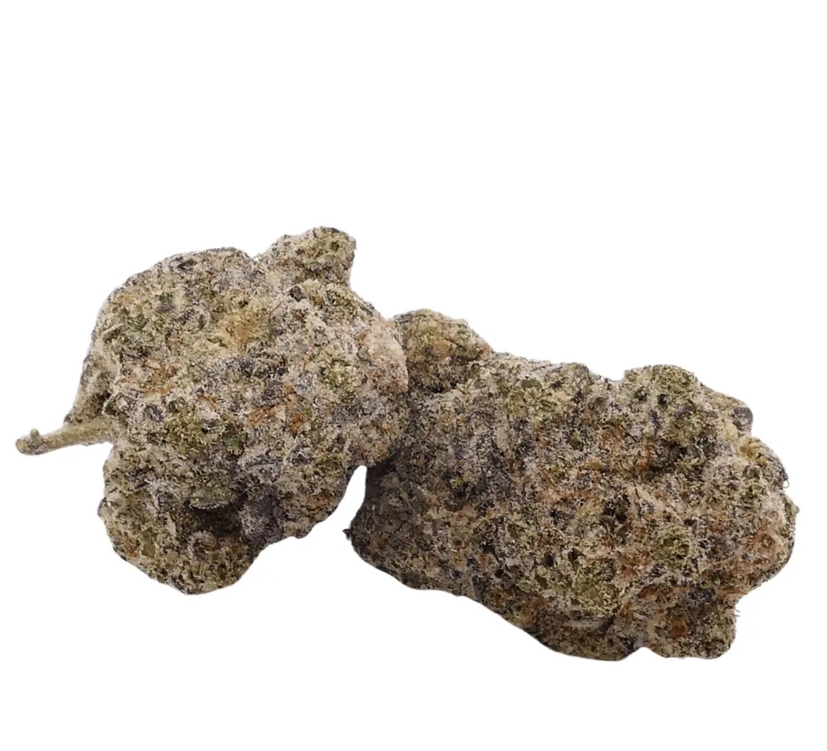 barongo-24-1-banjo Eufloria 24/1 BAN Banjo – Bild 1