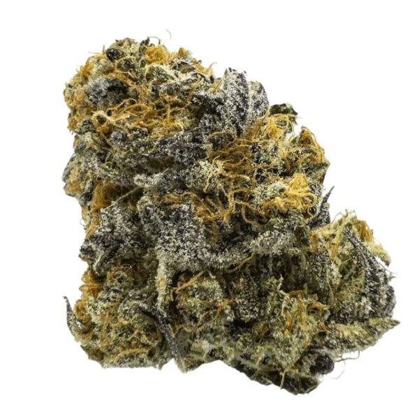 Barongo 24/1 CG Caviar Gold