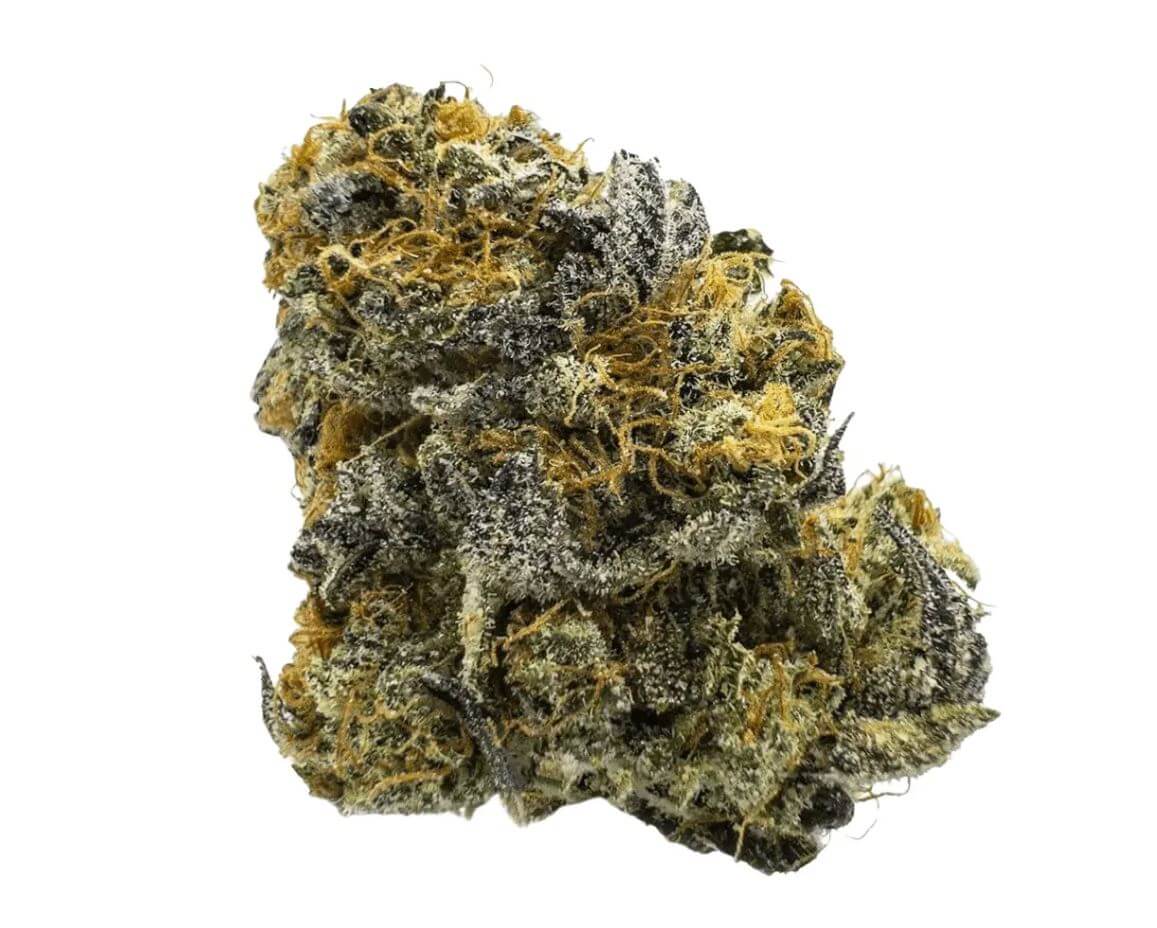 barongo-24-1-cg Barongo 24/1 CG Caviar Gold – Bild 1