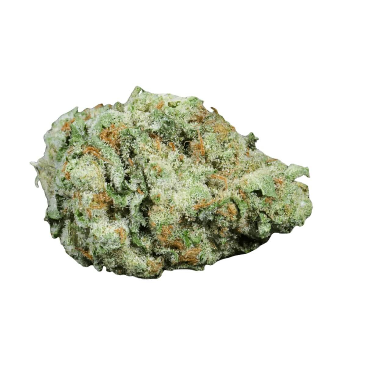 barongo-28-1-cali-motion Barongo 28/1 Cali Motion LA Animal – Bild 1