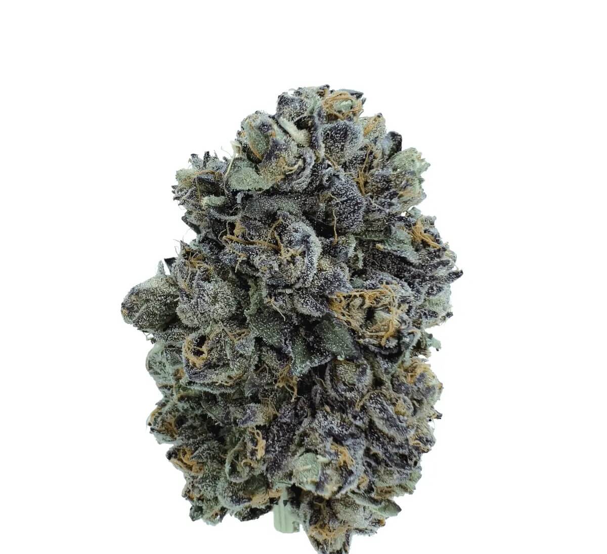 bava-med-21-1-original-blitz bava med 21/1 ORG BL Original Blitz – Bild 1