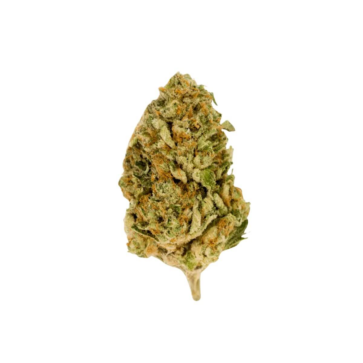 bava-med-23-1-mim-co bava med 23/1 MIM-CO Mimosa Cookies – Bild 1