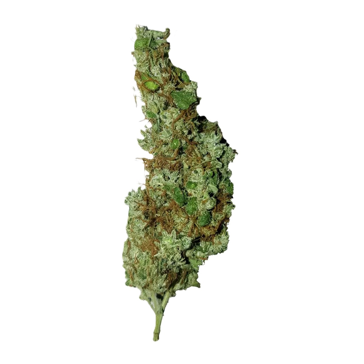 bedrobinol-cannabis-flos-14-1 Canify Cannabis flos 1/14 LS Ku Maluti CBD – Bild 1