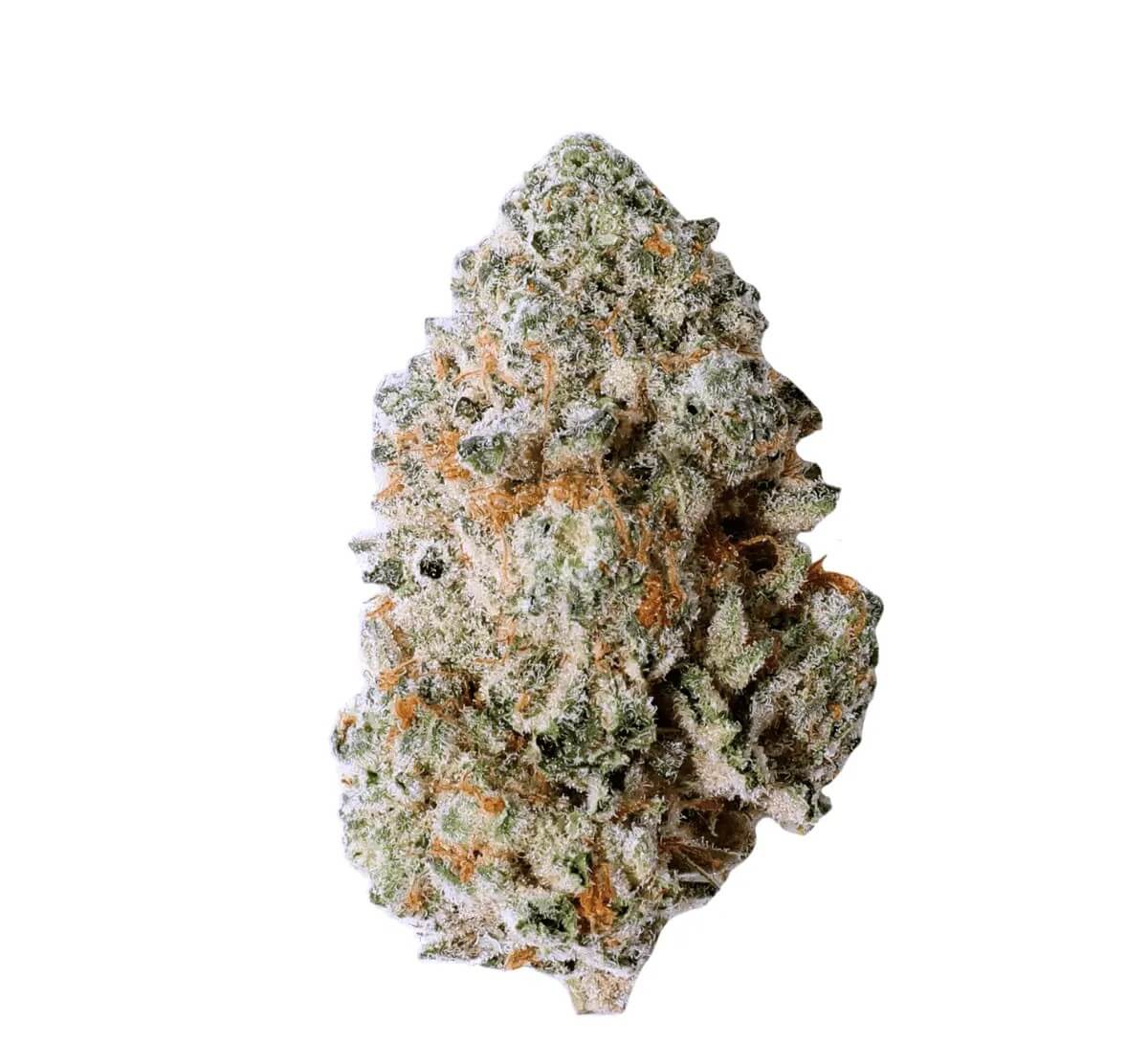 blackbird-hybrid-intense Blackbird Hybrid Intense Wedding Crasher – Bild 1