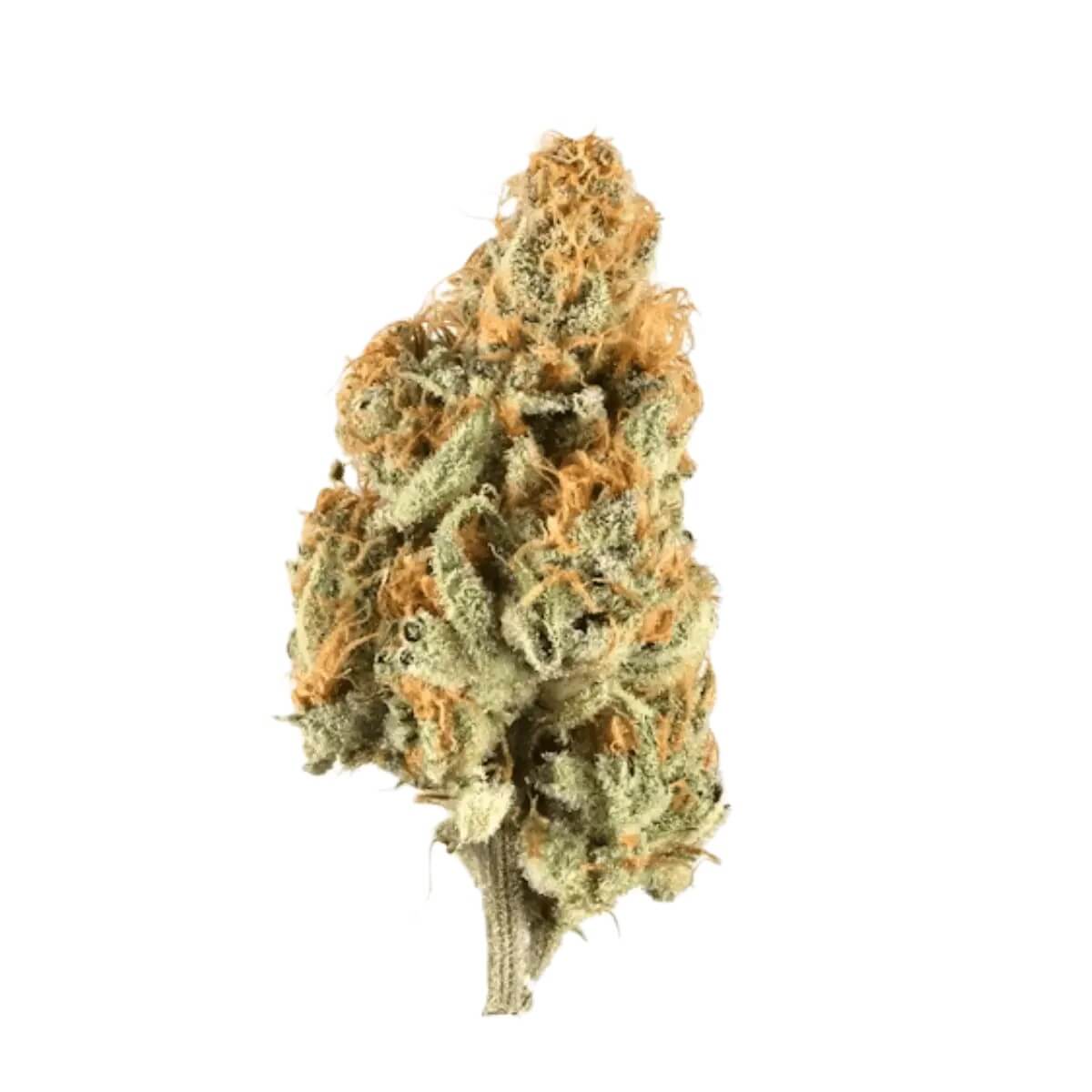 buuo-26-1-sl Buuo 26/1 RADIA Rainbow Lava Popstars – Bild 1