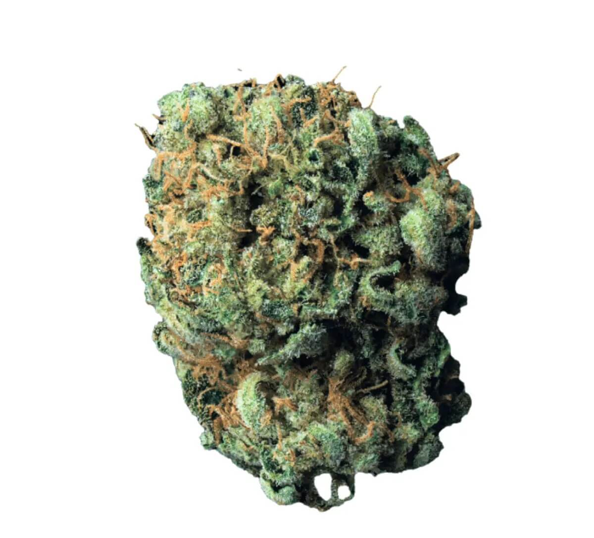 cookies-29-1-md Cookies 26/1 MD Medellin – Bild 1