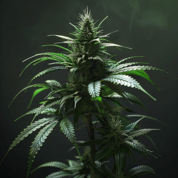 Costa Canna Dynamics Crescendo 25/1 Pucker Up