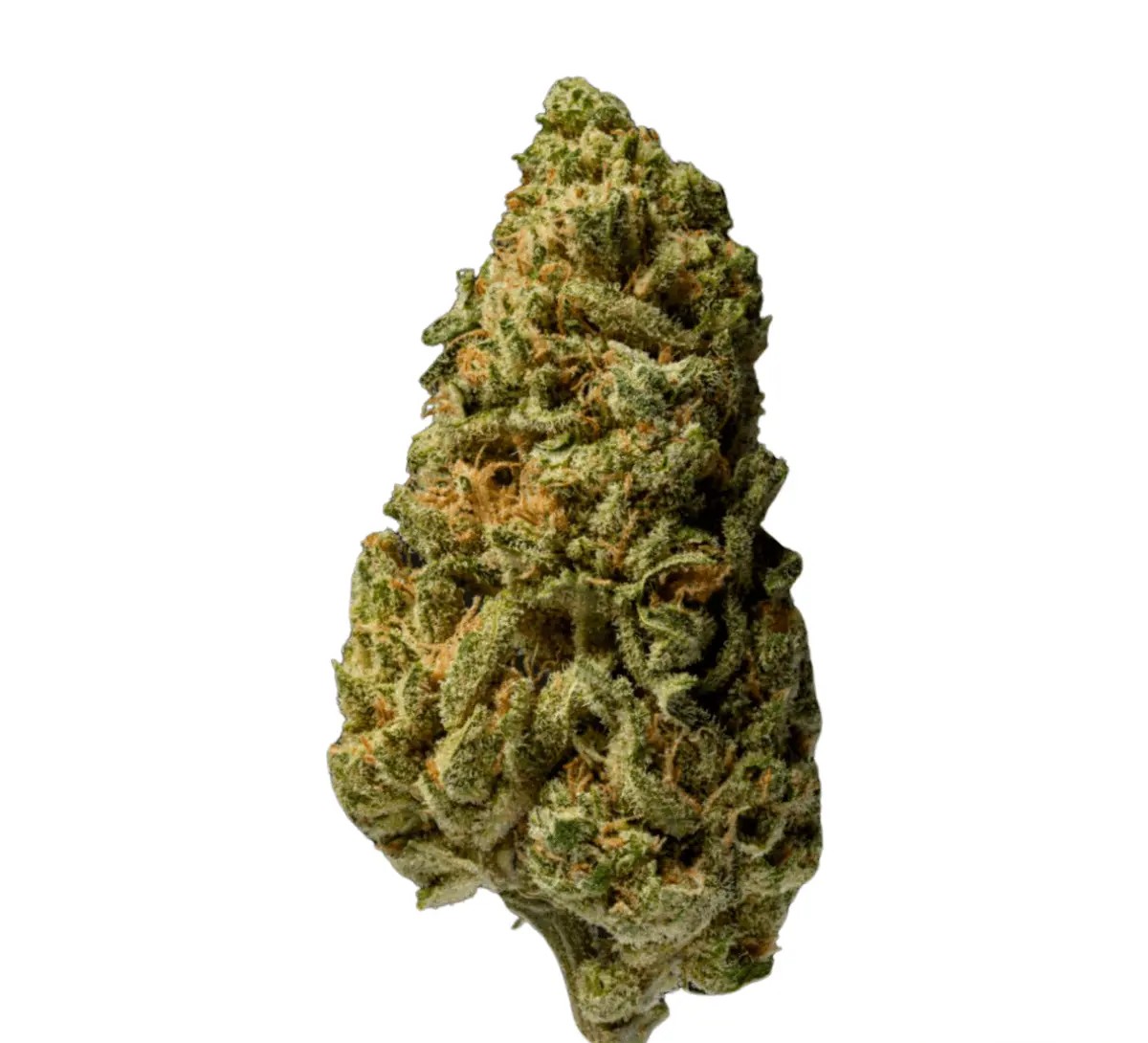 enua-25-1-gpp-ca enua 25/1 GPP CA Gelly Popper – Bild 1