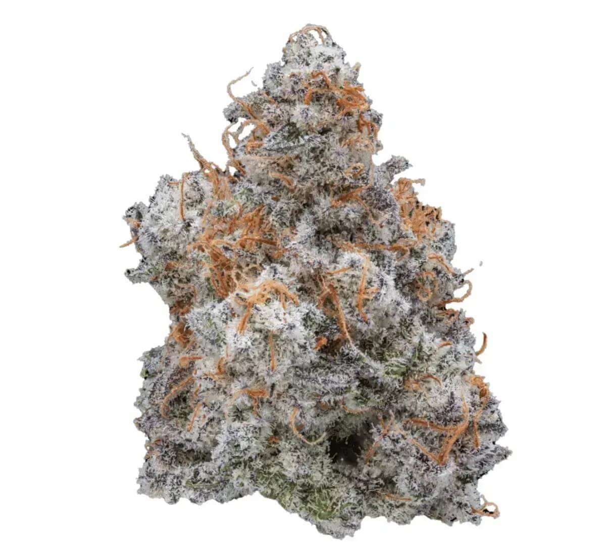 eufloria-30-1-mcd Eufloria 30/1 MCD MAC Deluxe – Bild 1