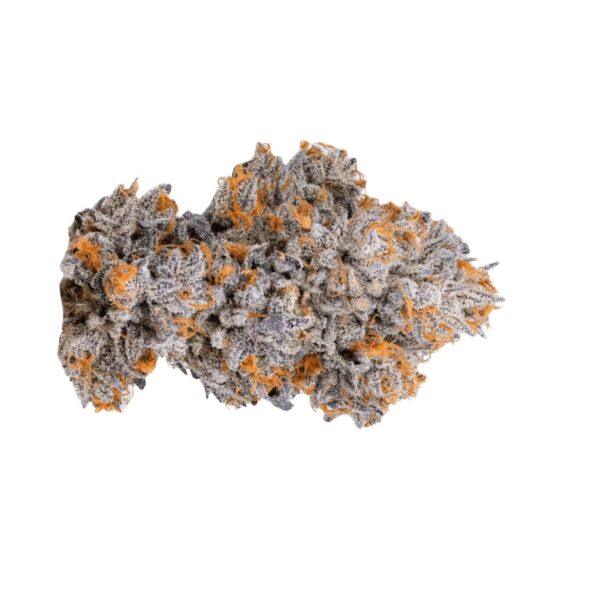 IMC GP5 THC28 Icy Biscotti Pop