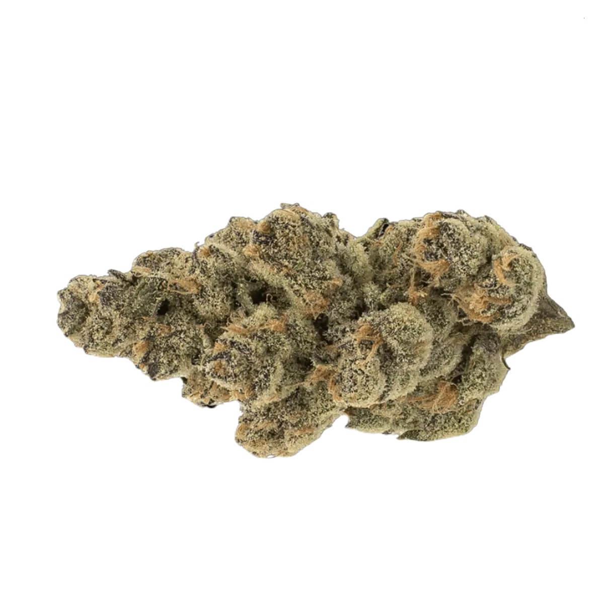 mgf-cann-snl-30-1 MGF CANN SNL 30/1 Honey Suckle – Bild 1