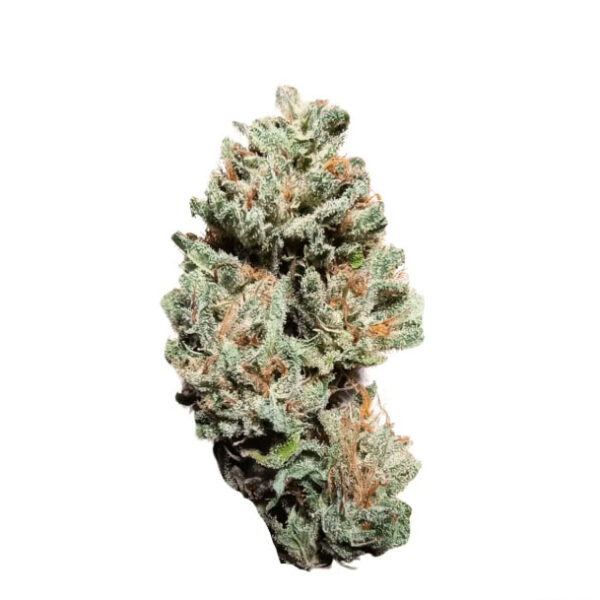 NICE 24/1 LED Legendary Larry