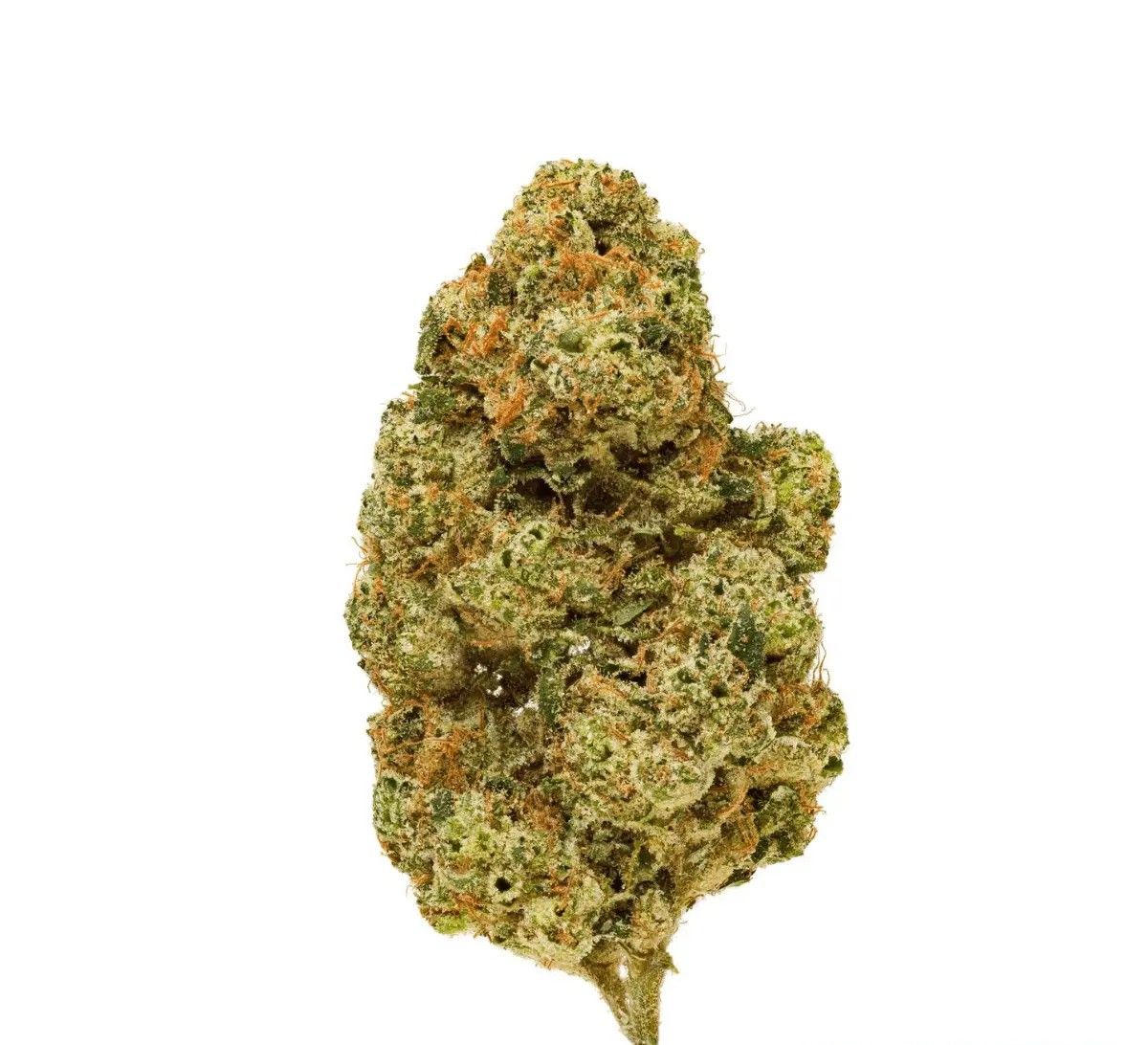 pedanios-26-1-ehd-ca Pedanios 26/1 EHD-CA Electric Honeydew – Bild 1