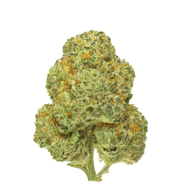 Pedanios 31/1 CMK-CA Chemango Kush