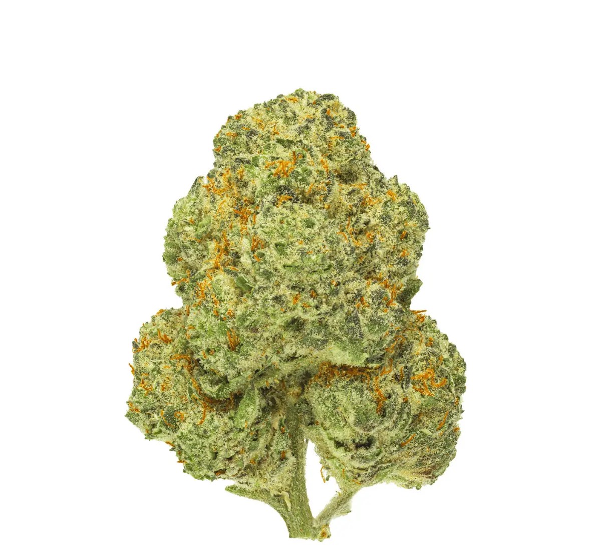 pedanios-31-1-cmk-ca Pedanios 31/1 CMK-CA Chemango Kush – Bild 1