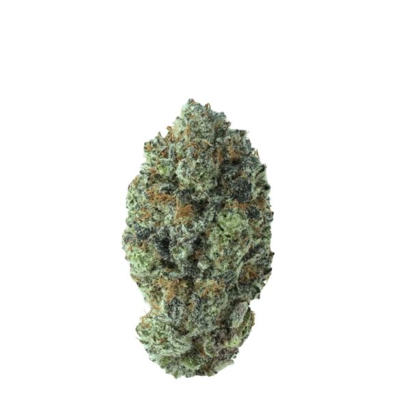 Remexian 24/1 GCC BBG GG4 x Blueberry