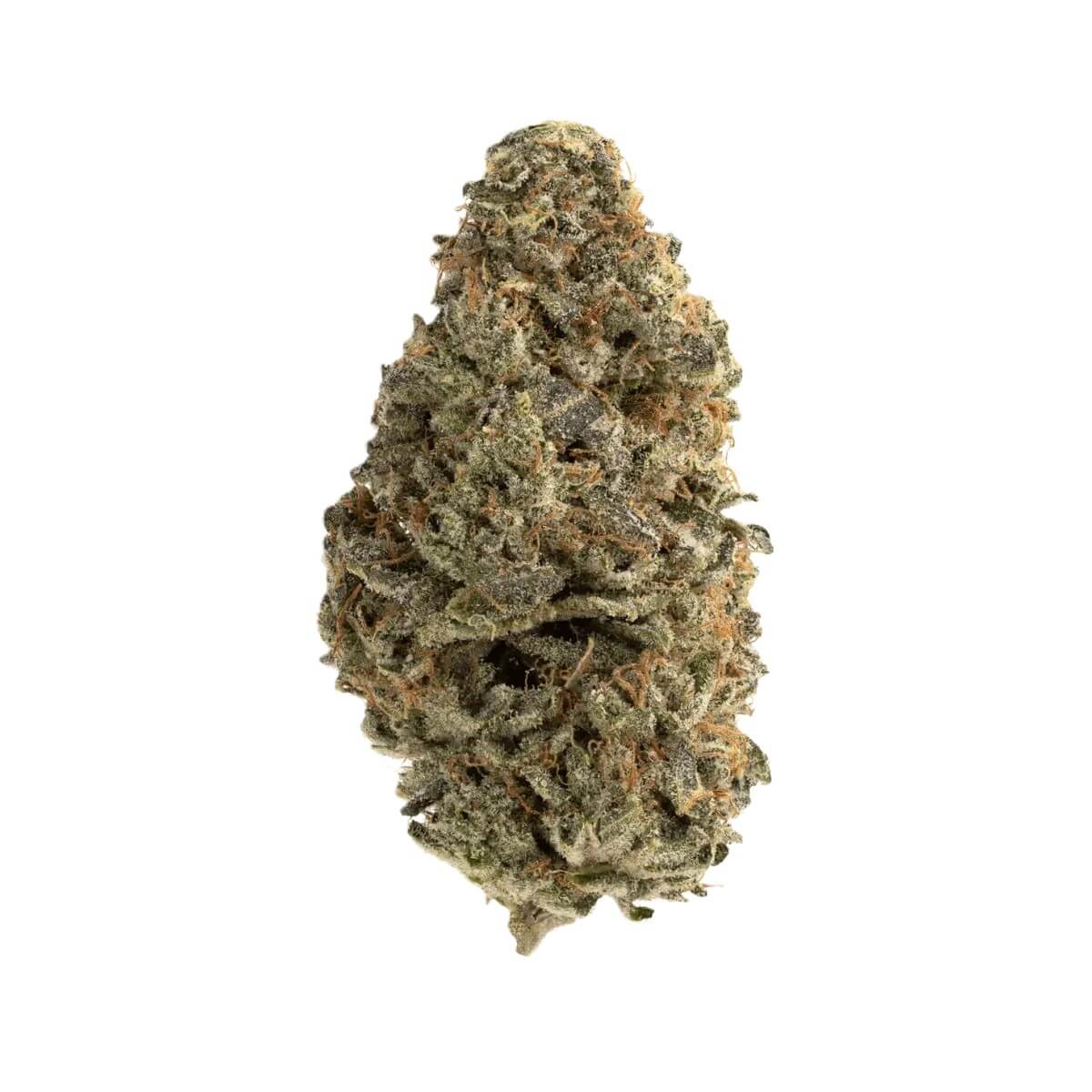 remexian-27-1-trf-chm Remexian 27/1 TRF CHM Pink Champagne – Bild 1