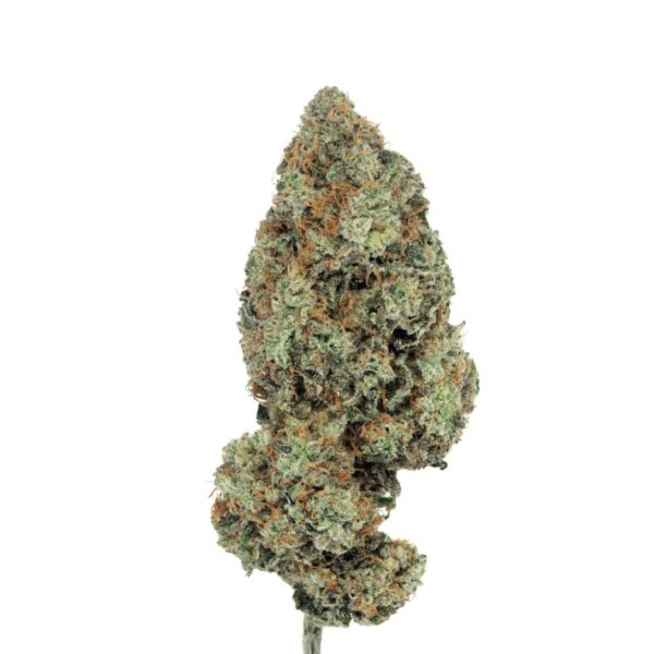 Remexian 30/1 PGF CIS Citrus Spritz