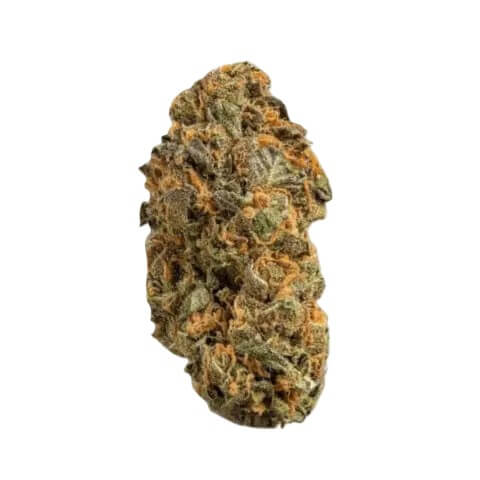 remexian-30-1-prt-mtp Remexian 30/1 PRT MTP Mokum's Tulip – Bild 1