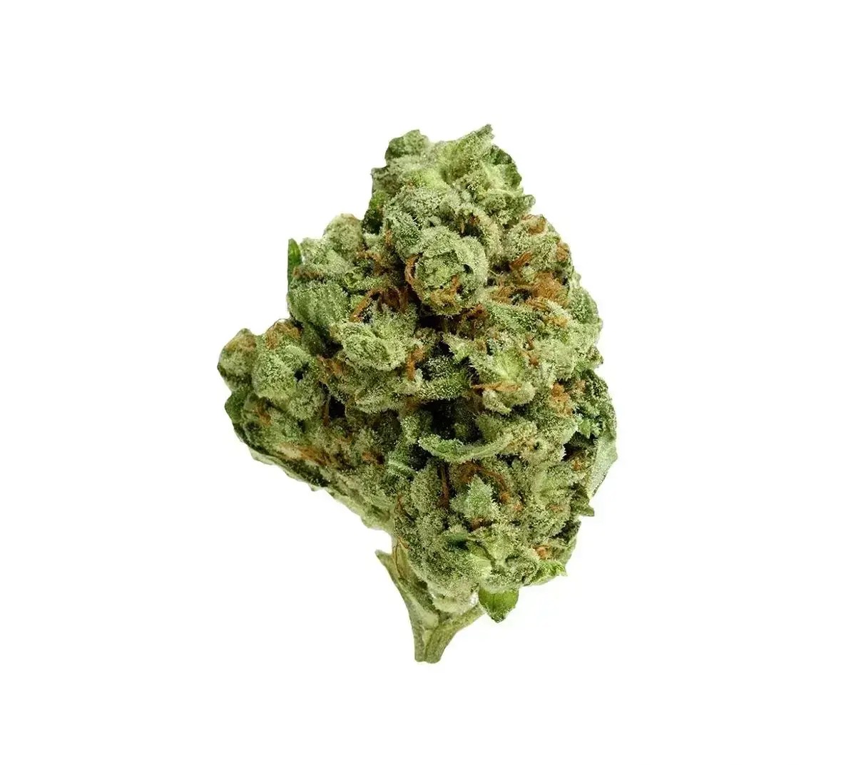 social-choice-18-1-sen-gth Social Choice! 18/1 SEN GTH Ghost Train Haze – Bild 1