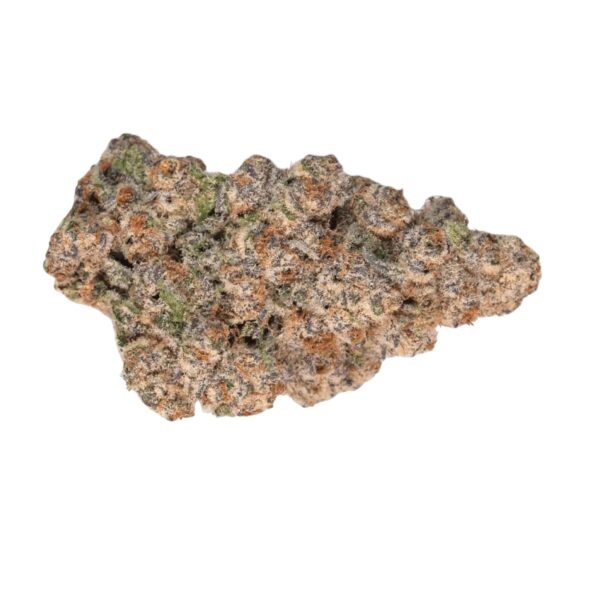 DrWatson 16 SZ day AUS