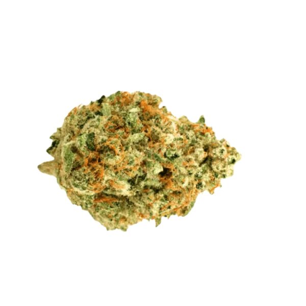 Medical Saints 18/1 CSW