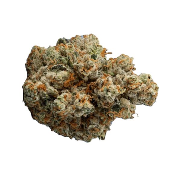 avaay Khalifa 28/1 KK