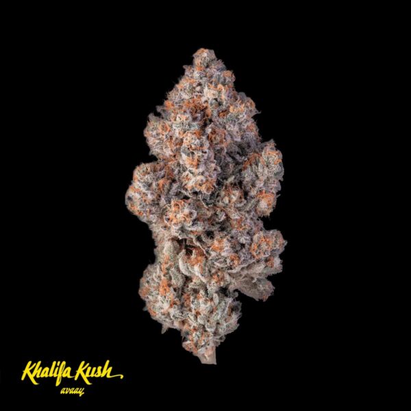 avaay Khalifa 28/1 KM